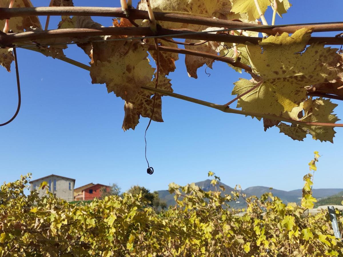 Tenuta Grimaldi Wine Resort Matelica Ngoại thất bức ảnh